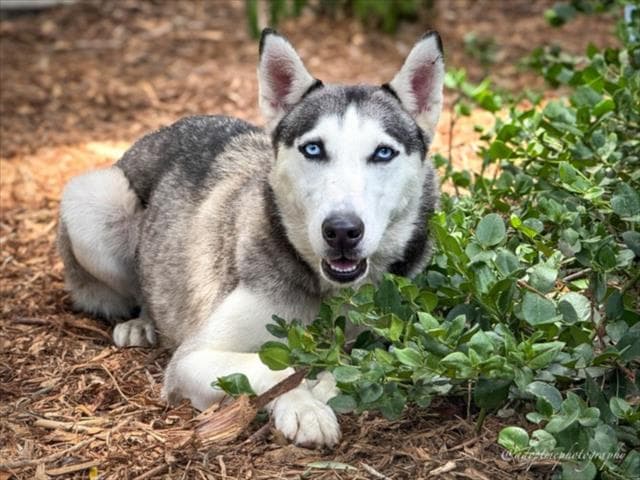 Oreo - Siberian Husky