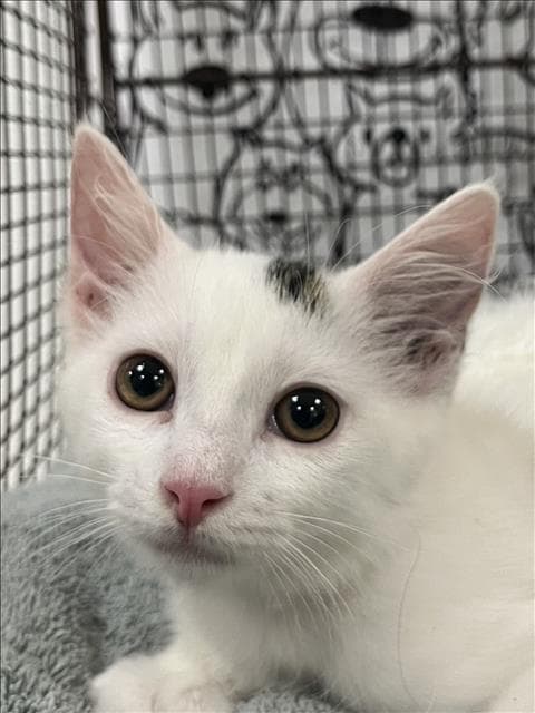 Rickie - Domestic Medium Hair