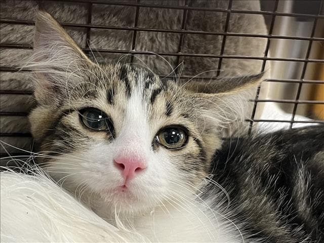 Chia - Domestic Medium Hair
