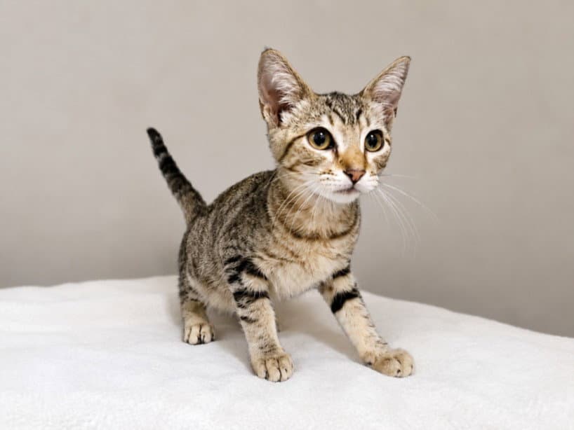 Birdie - Domestic Short Hair