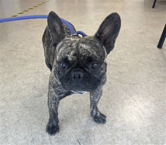 Unknown - French Bulldog