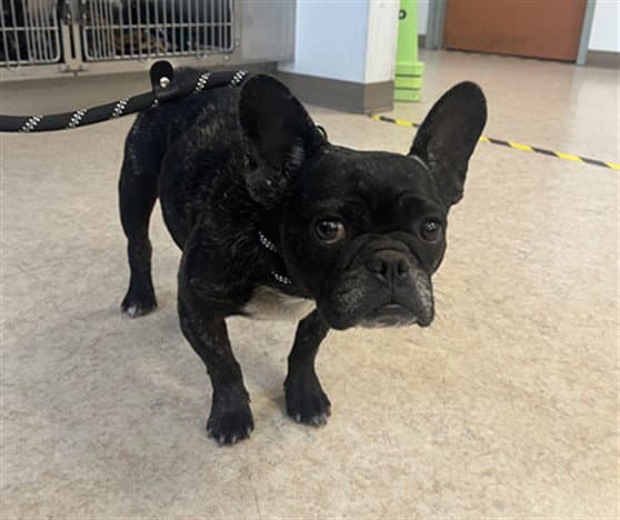 Unknown - French Bulldog