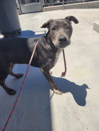 Timothy - Pit Bull Terrier