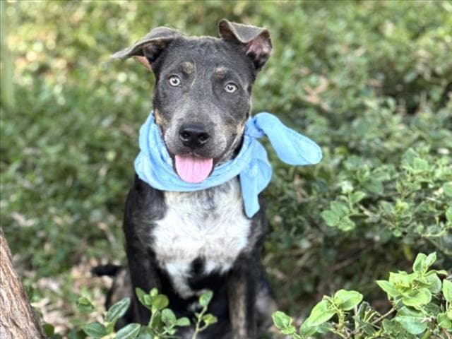 Timothy - Pit Bull Terrier