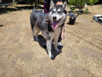 Hutch - Husky