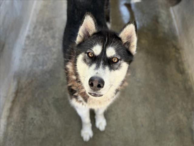 Hutch - Husky
