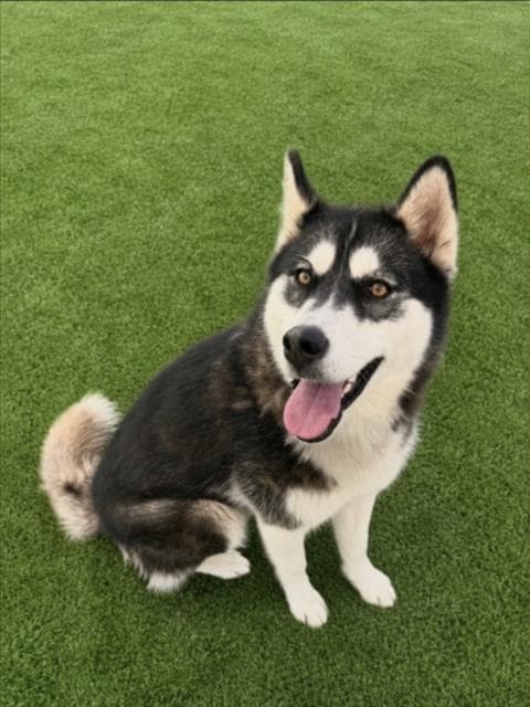 Hutch - Husky