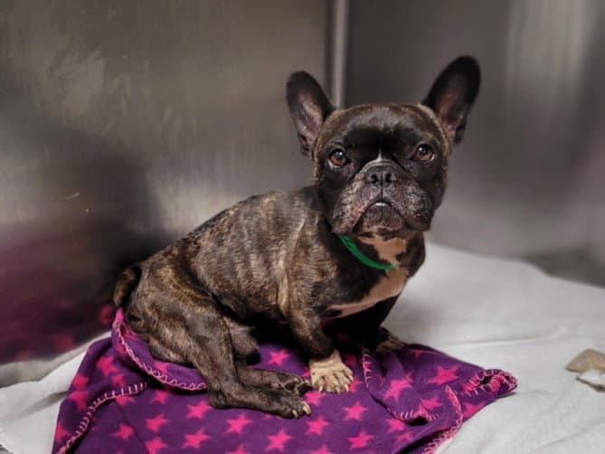 Cooly - French Bulldog