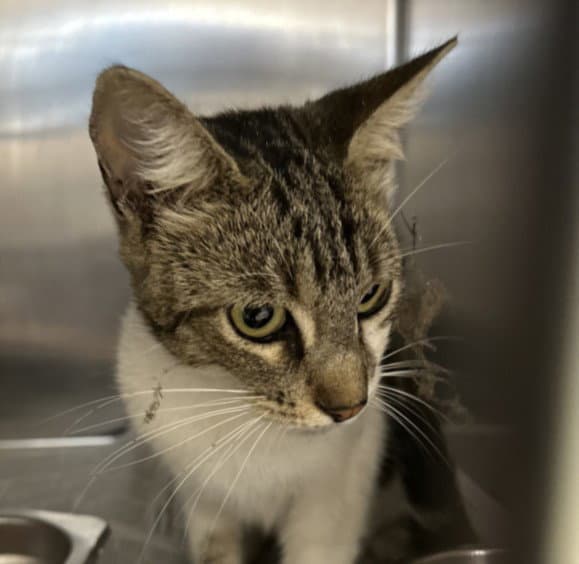 Stella - Domestic Short Hair