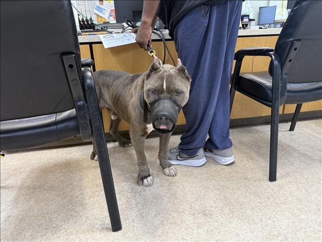 Jody - Pit Bull Terrier