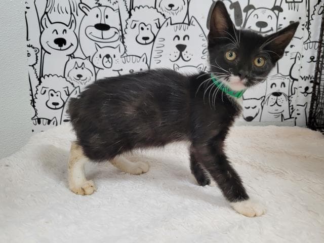 Unknown - Domestic Short Hair