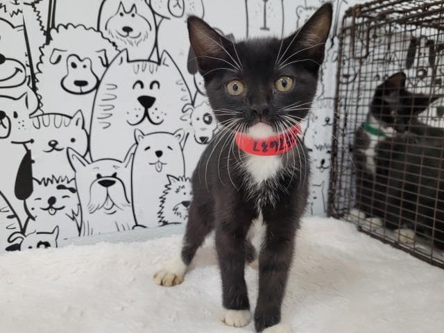 Unknown - Domestic Short Hair