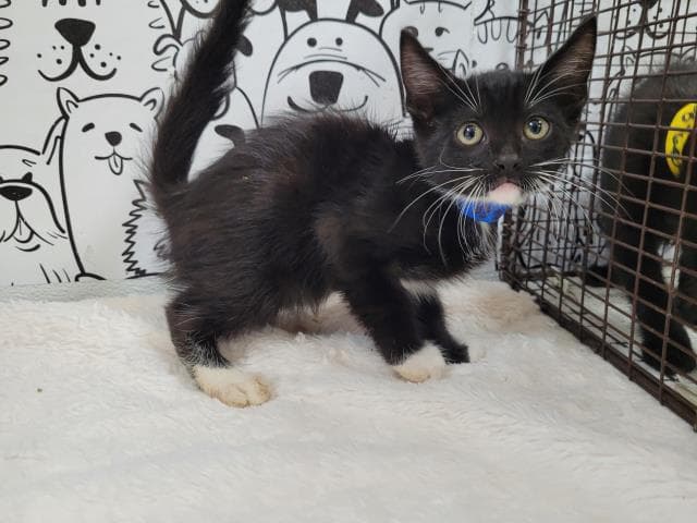 Unknown - Domestic Short Hair