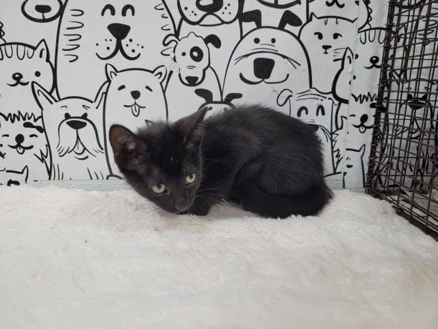 Unknown - Domestic Short Hair