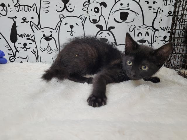 Unknown - Domestic Short Hair