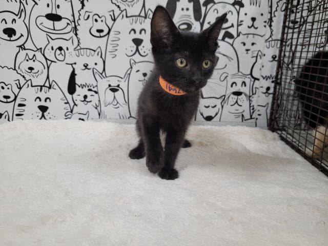 Unknown - Domestic Short Hair