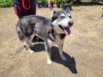 Starsky - Husky