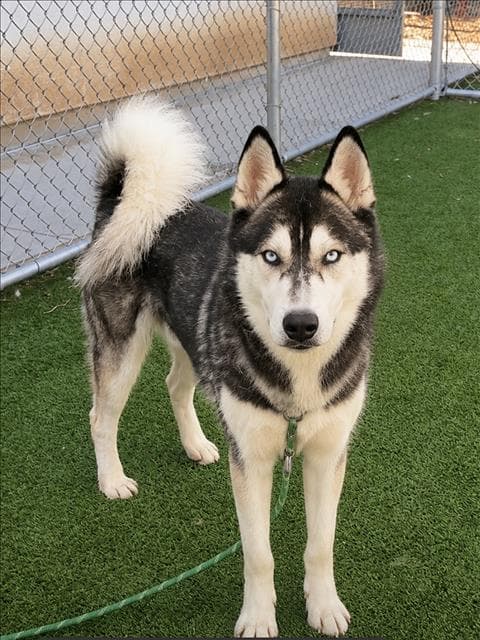Starsky - Husky