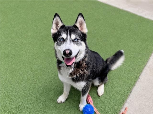 Starsky - Husky