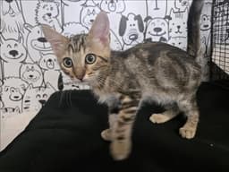 Mocha image 1