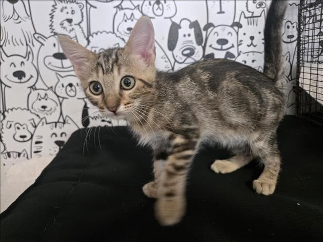 Mocha - Domestic Short Hair