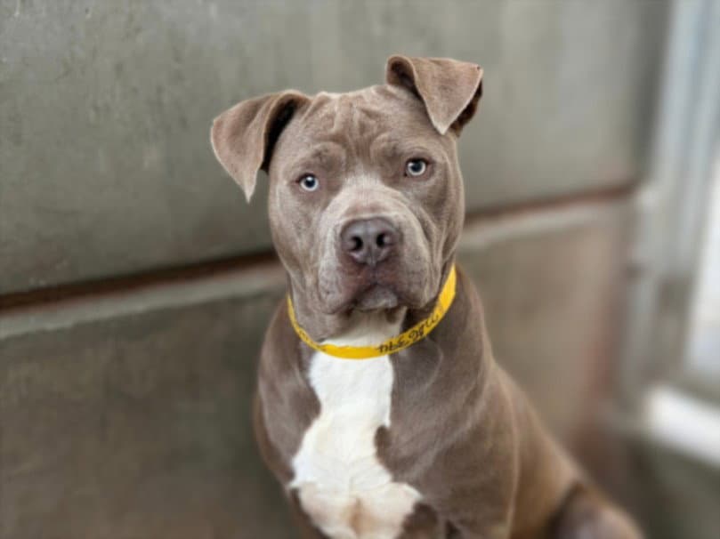 Sunny Boy - American Pit Bull Terrier