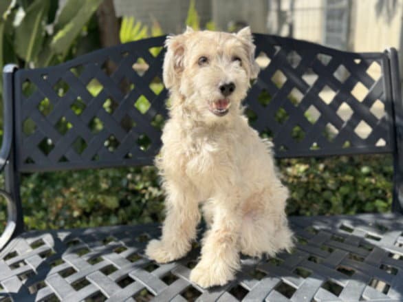 Hazel - Poodle (Miniature)