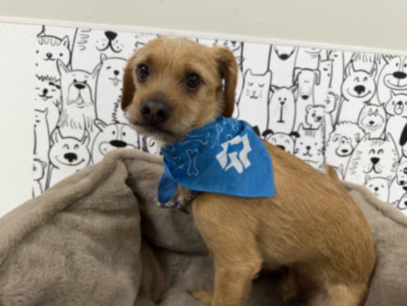 Larry - Border Terrier