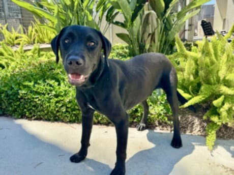 Peter - Labrador Retriever