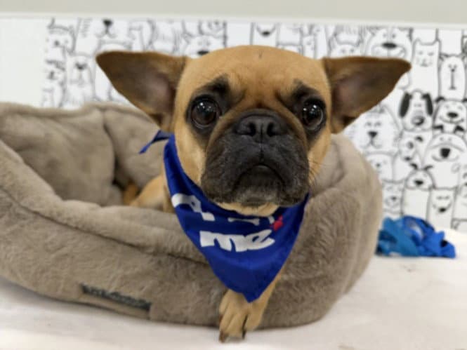 Grogu - French Bulldog