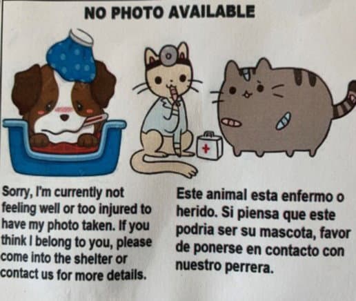Unknown - Pit Bull Terrier