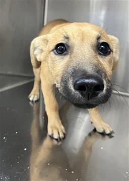Nala image 1