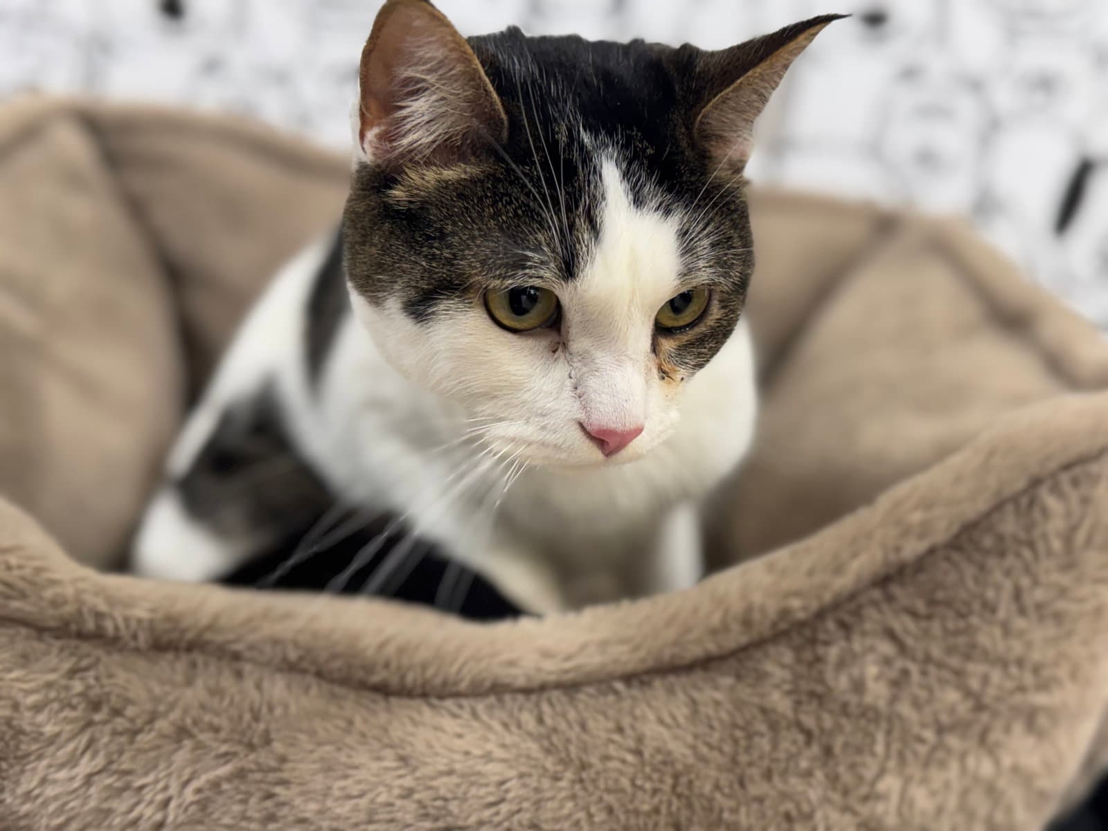 Unknown - Domestic Short Hair