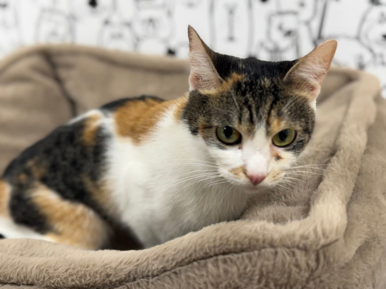 Charm - Domestic Short Hair
