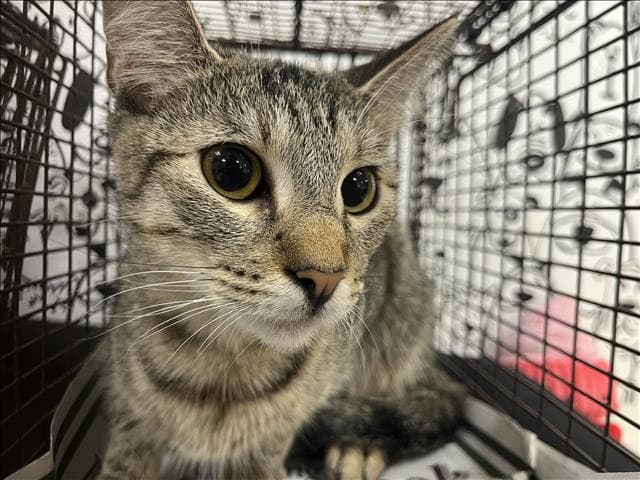 Sakuna - Domestic Short Hair