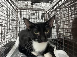 Blackie image 1