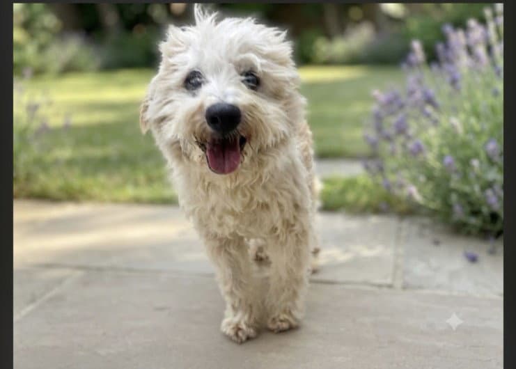 Bentley - Tibetan Terrier