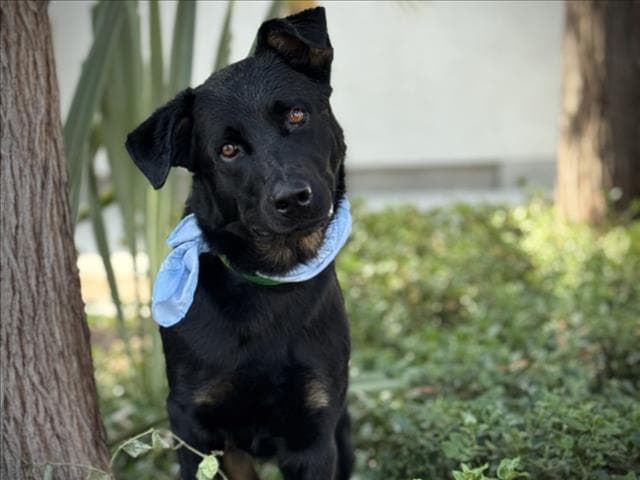 Enzo - German Shepherd Dog