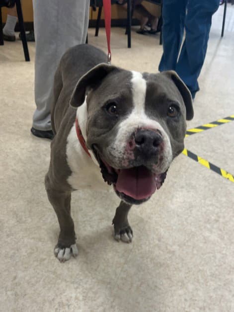 Paulie - Pit Bull Terrier