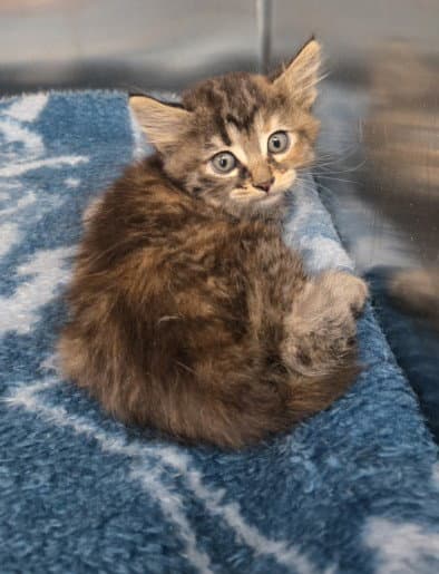 Unknown - Domestic Short Hair