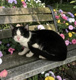 Tom image 1