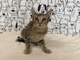 Monica image 1