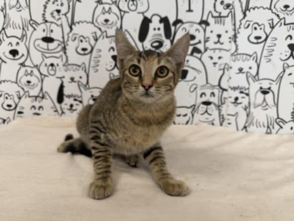Monica - Domestic Short Hair