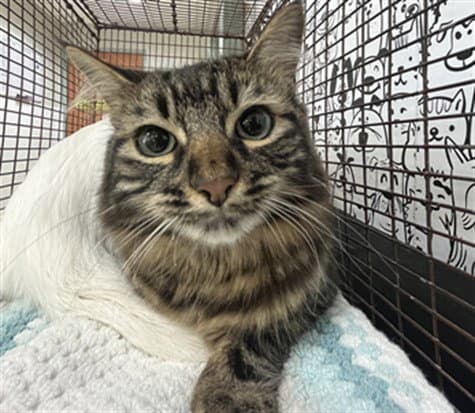 Hilton - Domestic Medium Hair