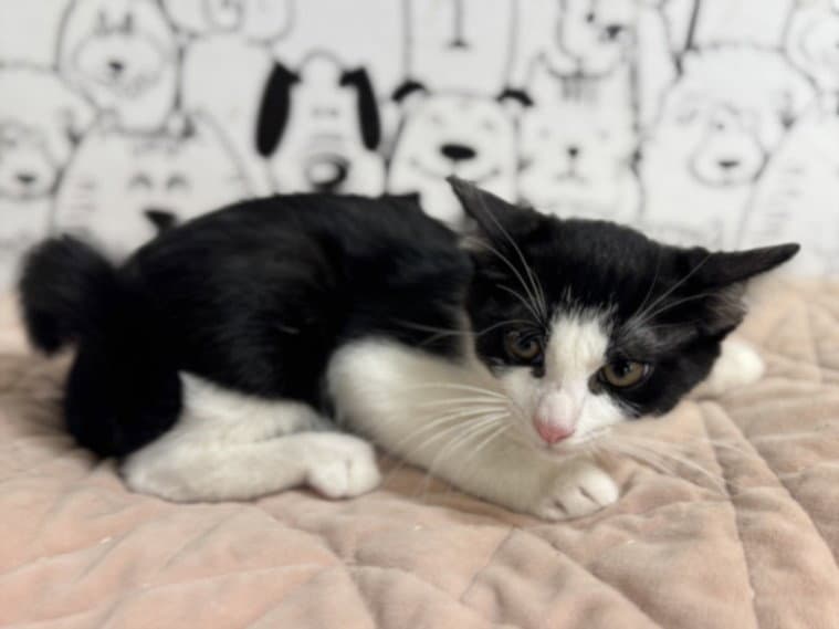 Kuu - Domestic Short Hair