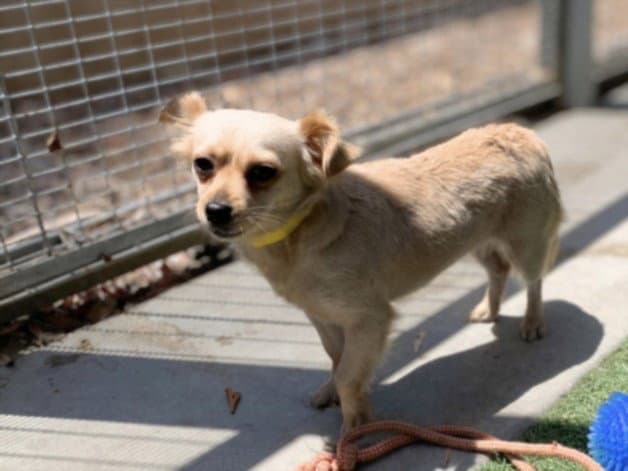 Chula - Chihuahua