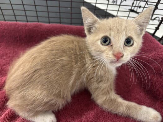 Unknown - Domestic Short Hair