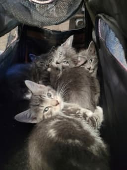 Kitten Three image 1