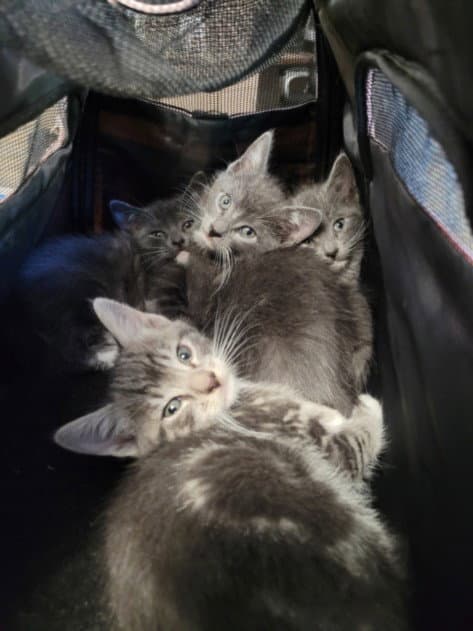 Kitten Four - Domestic Short Hair