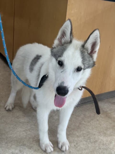 Romeo - Husky